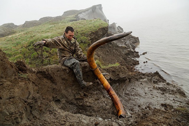 开采存放在西伯利亚的猛犸象牙原料。